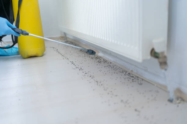 Reliable Morehead, KY Pest Control Solutions