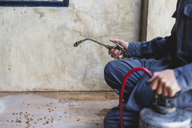 Best Affordable Pest Control Services  in Morehead, KY